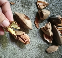 Canarium ovatum
