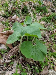 Asarum canadense