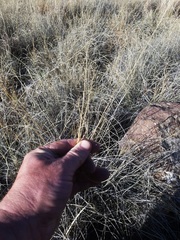 Muhlenbergia rigida