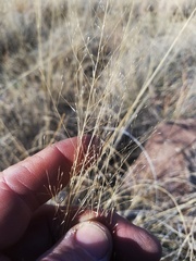 Muhlenbergia rigida