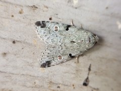 Maliattha concinnimacula