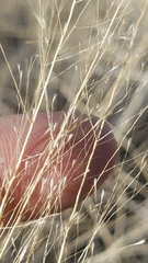 Muhlenbergia rigida