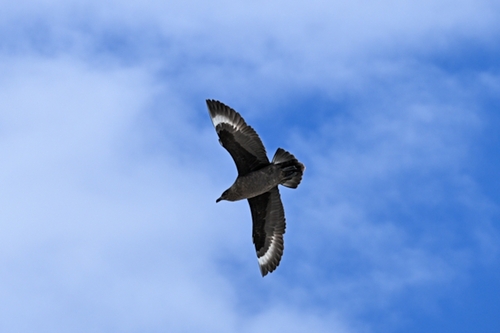 Págalo polar (Stercorarius maccormicki)