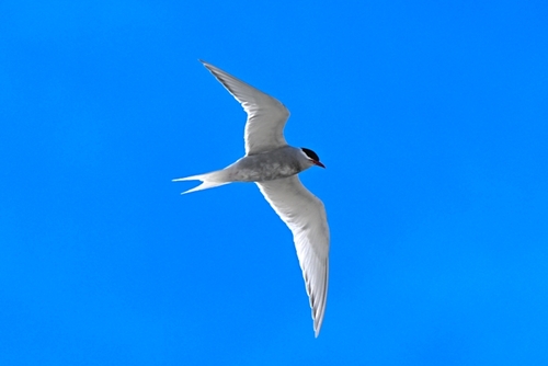 Antarctic Tern (Sterna vittata), photo 10