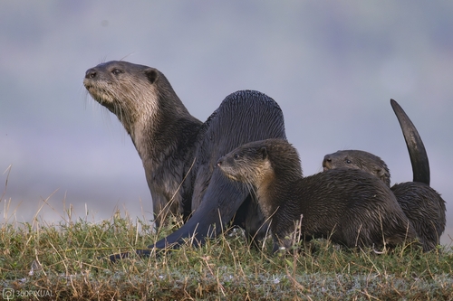 Smooth-coated Otter, photo 7 of 8