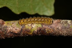 Nola triquetrana