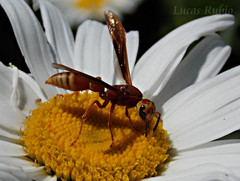 Montezumia ferruginea
