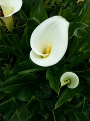 Zantedeschia aethiopica