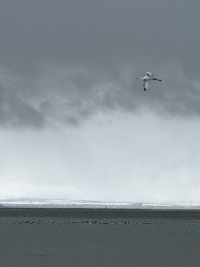 Eurasian Spoonbill from Приморская улица, Муниципальное образование ...