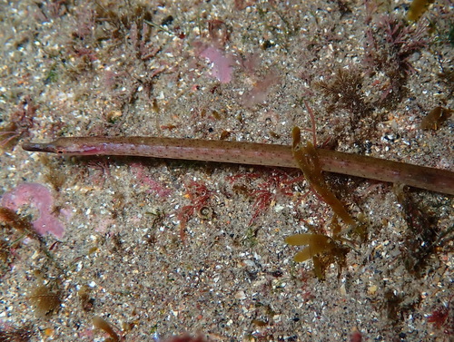 Spotted pipefish (Nerophis maculatus) — Syngnathidae — 3