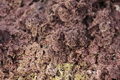 Serraticardia