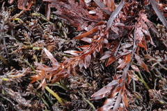 Prionitis lanceolata
