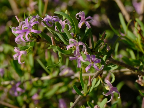 Cryptolepis decidua (Planch. ex Hook.fil. & Benth.) N.E.Br.