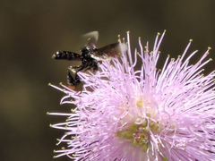 Frieseomelitta nigra