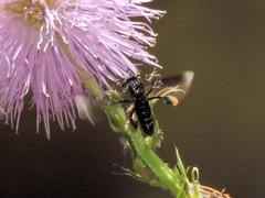 Frieseomelitta nigra