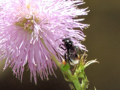 Frieseomelitta nigra