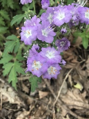 Phacelia bipinnatifida