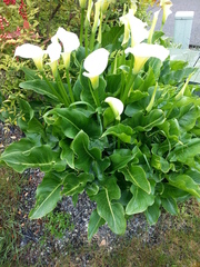 Zantedeschia aethiopica