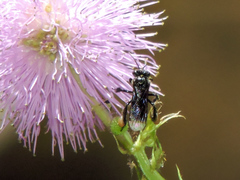 Frieseomelitta nigra