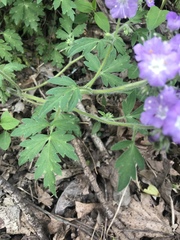 Phacelia bipinnatifida