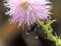 Frieseomelitta nigra