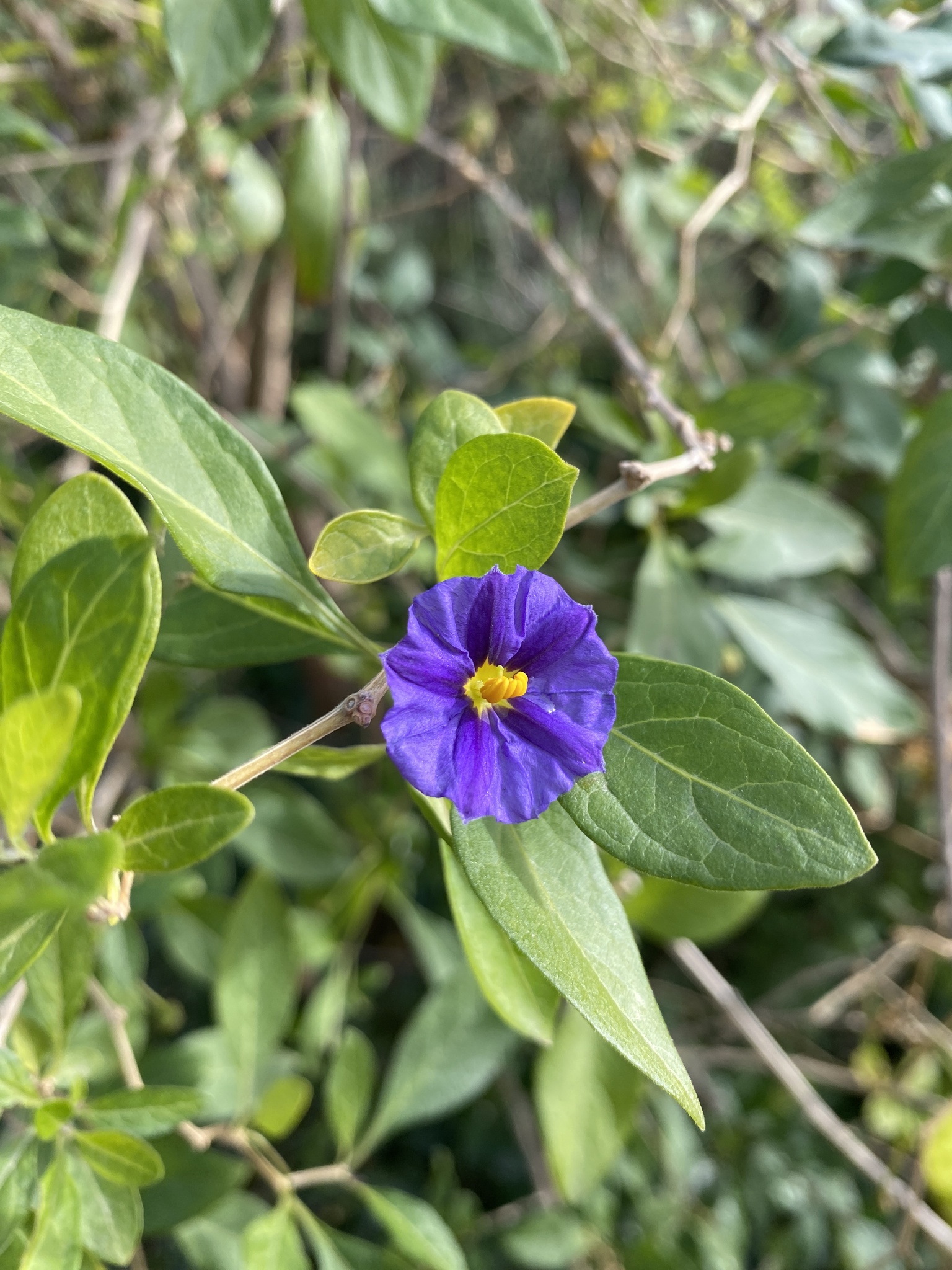 Imagem de Mirtilo-azul