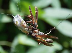 Mischocyttarus drewseni