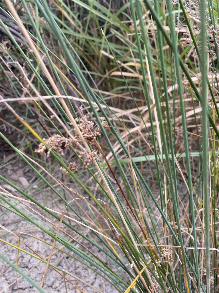 australian rush from Glenhaughton QLD 4420, Australia on June 29, 2023 ...