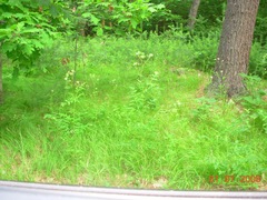 Angelica atropurpurea