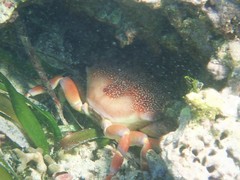 Carpilius corallinus