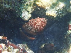 Carpilius corallinus