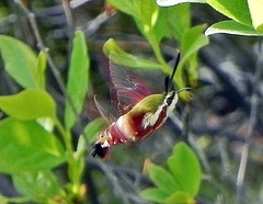 Hemaris gracilis