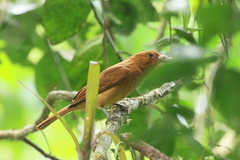 Rhytipterna holerythra