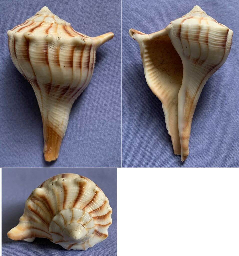 Busyconidae Sinistrofulgur perversum (Linnaeus, 1758)  Large
