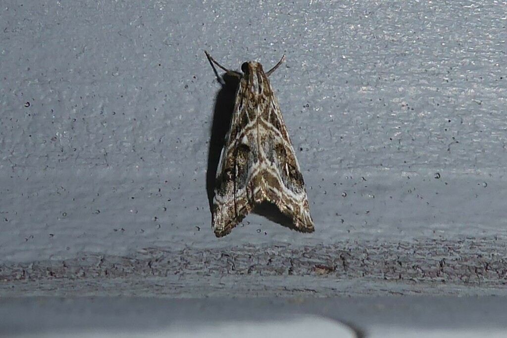 Gadira acerella from Waikouaiti, New Zealand on January 7, 2024 at 11: ...