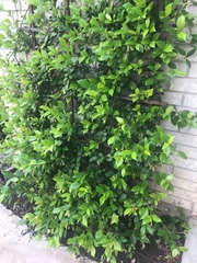 Trachelospermum jasminoides