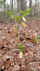 Uvularia