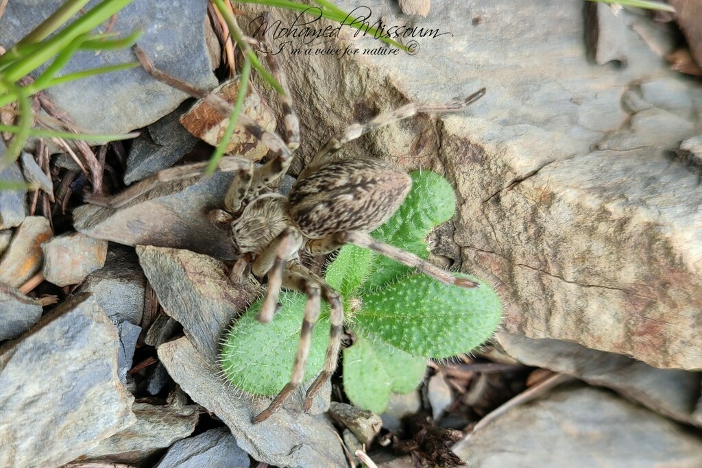 Eusparassus letourneuxi