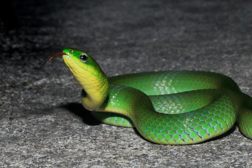 Chinese Green Snake On August 9, 2023 At 10:31 Pm By Jiuheng92 