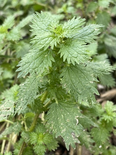 Dwarf Nettle