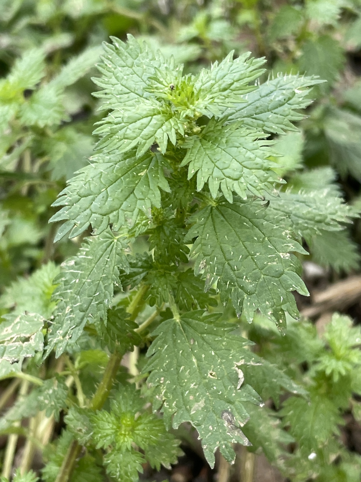 Urtica urens