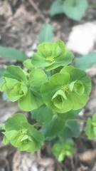 Euphorbia commutata