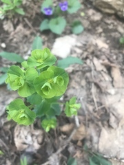 Euphorbia commutata
