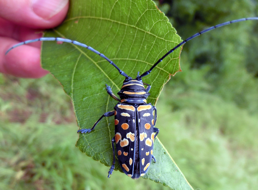 Sternotomis runsoriensis