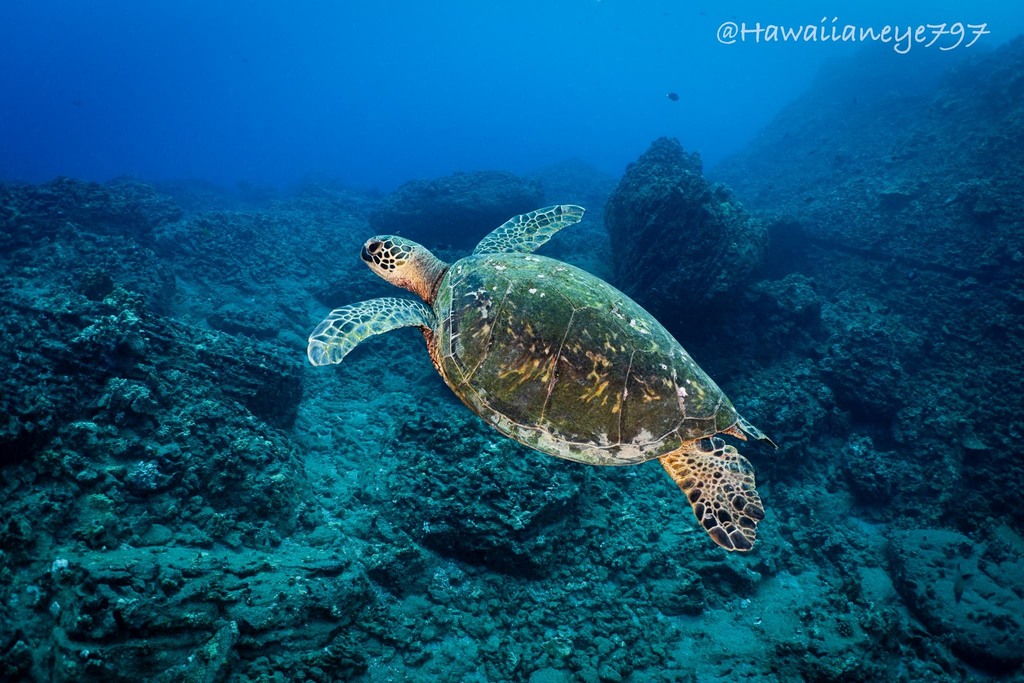 Green Sea Turtle In January 2024 By Craig Fujii INaturalist   Large 