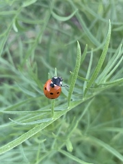 Coccinella septempunctata