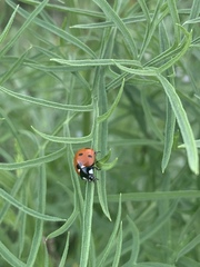 Coccinella septempunctata