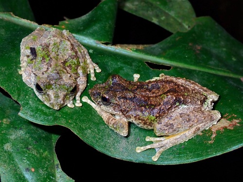 Kurixalus bisacculus observed 2024-01-12