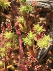 Lastarriaea coriacea