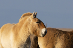 Russian Wild Horse photo 3